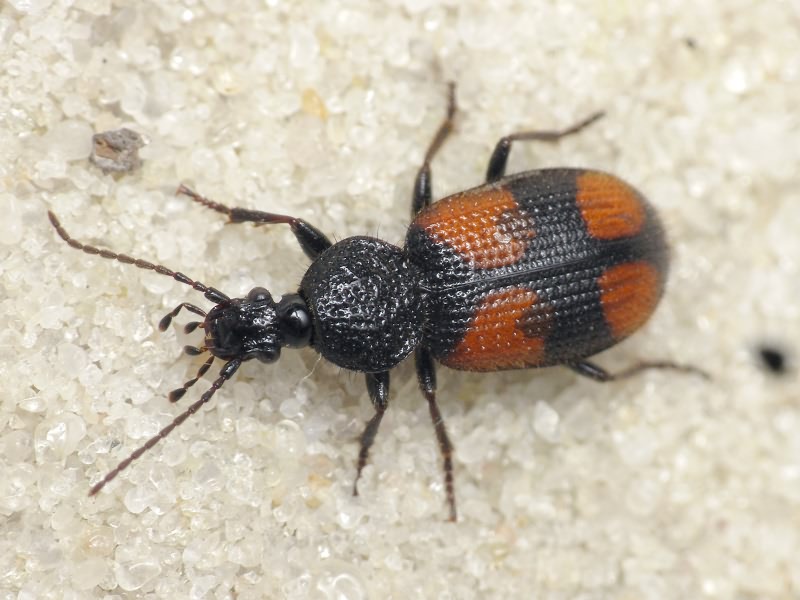 Carabidae Latreille, 1802